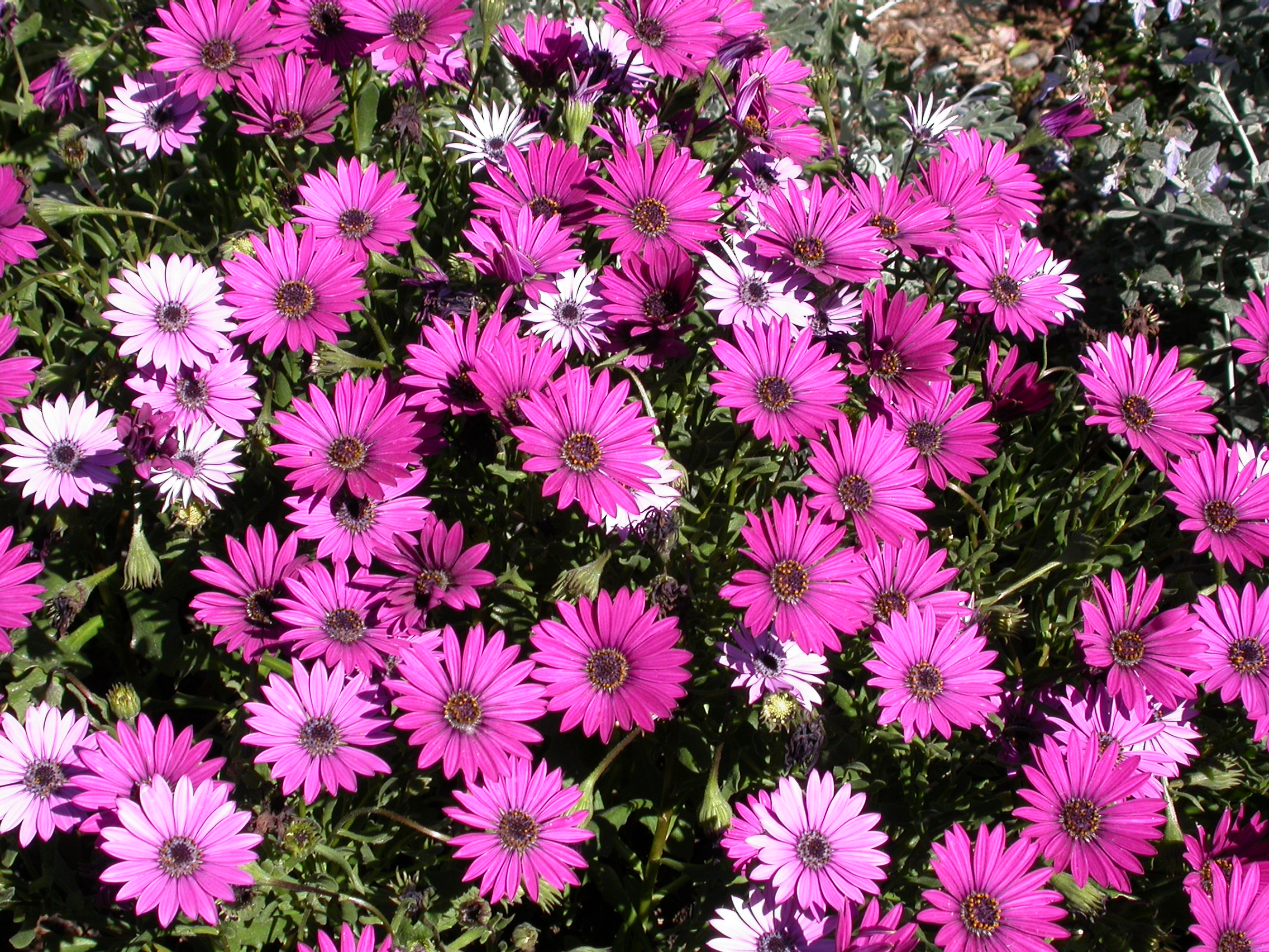 Jobs for March/ April, Transplanting Osteospermums and taking cuttings